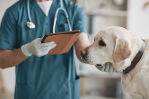 dog pain relief in australia